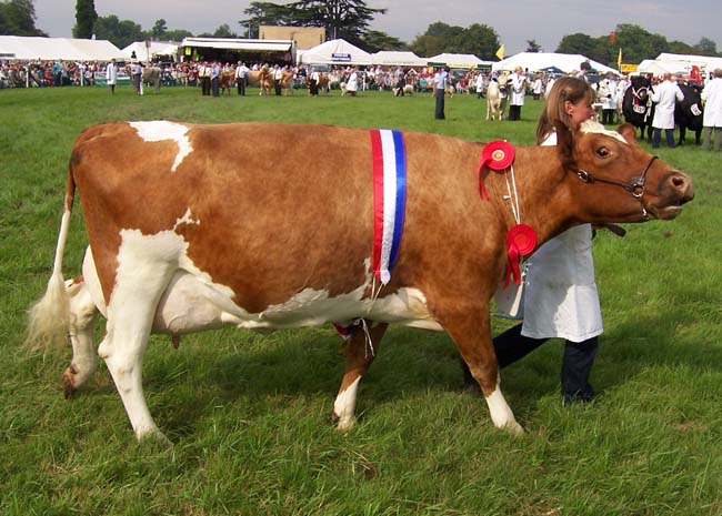 Ayrshire cow