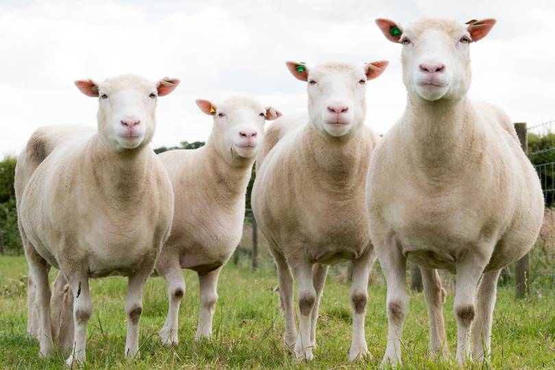 Clone sheep