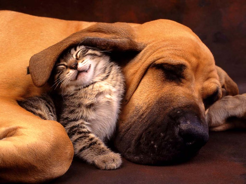 Big dog and kitten