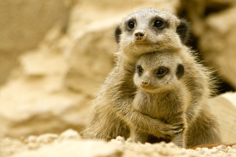 Meerkat defend young