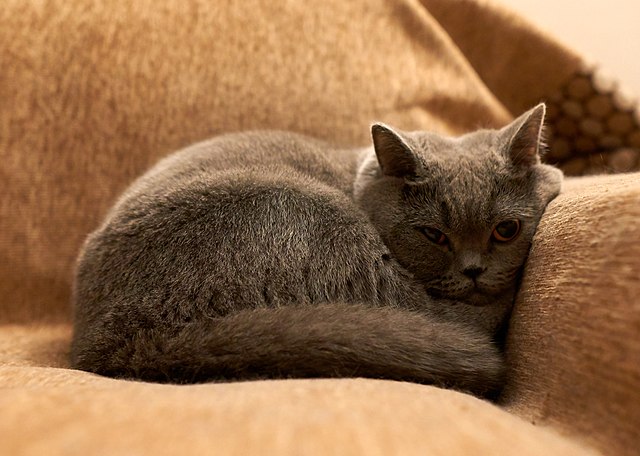 Sofa cat