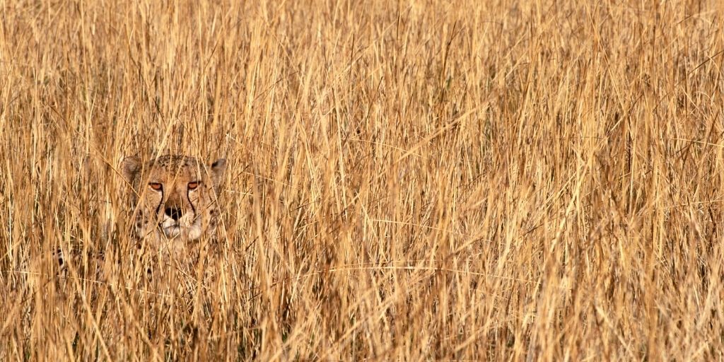 Cheetah camouflage